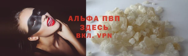 сатива Беломорск